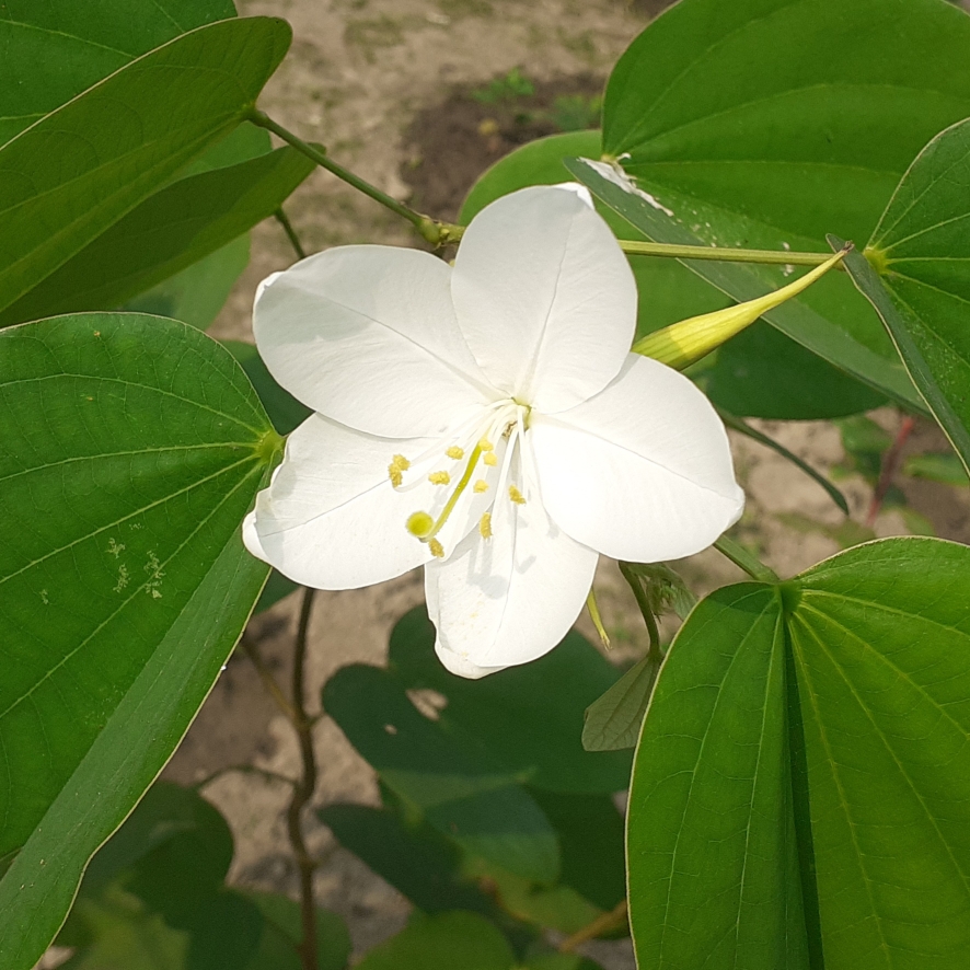 Bauhinia Variegata Alba in the GardenTags plant encyclopedia Camels Foot Tree in the GardenTags plant encyclopedia