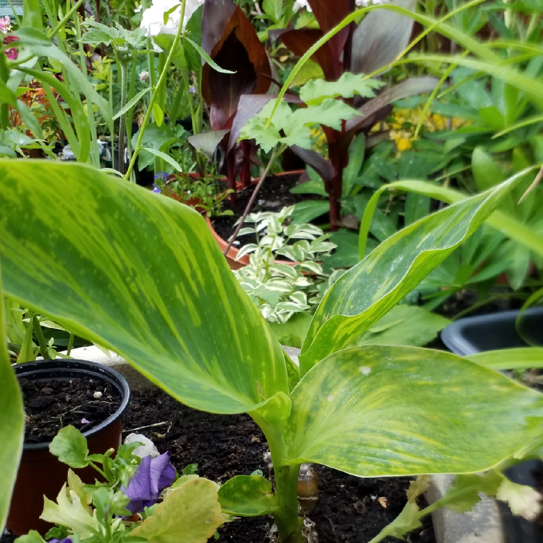 Canna Perkeo syn. Canna Fatamorgana in the GardenTags plant encyclopedia Canna Perkeo in the GardenTags plant encyclopedia