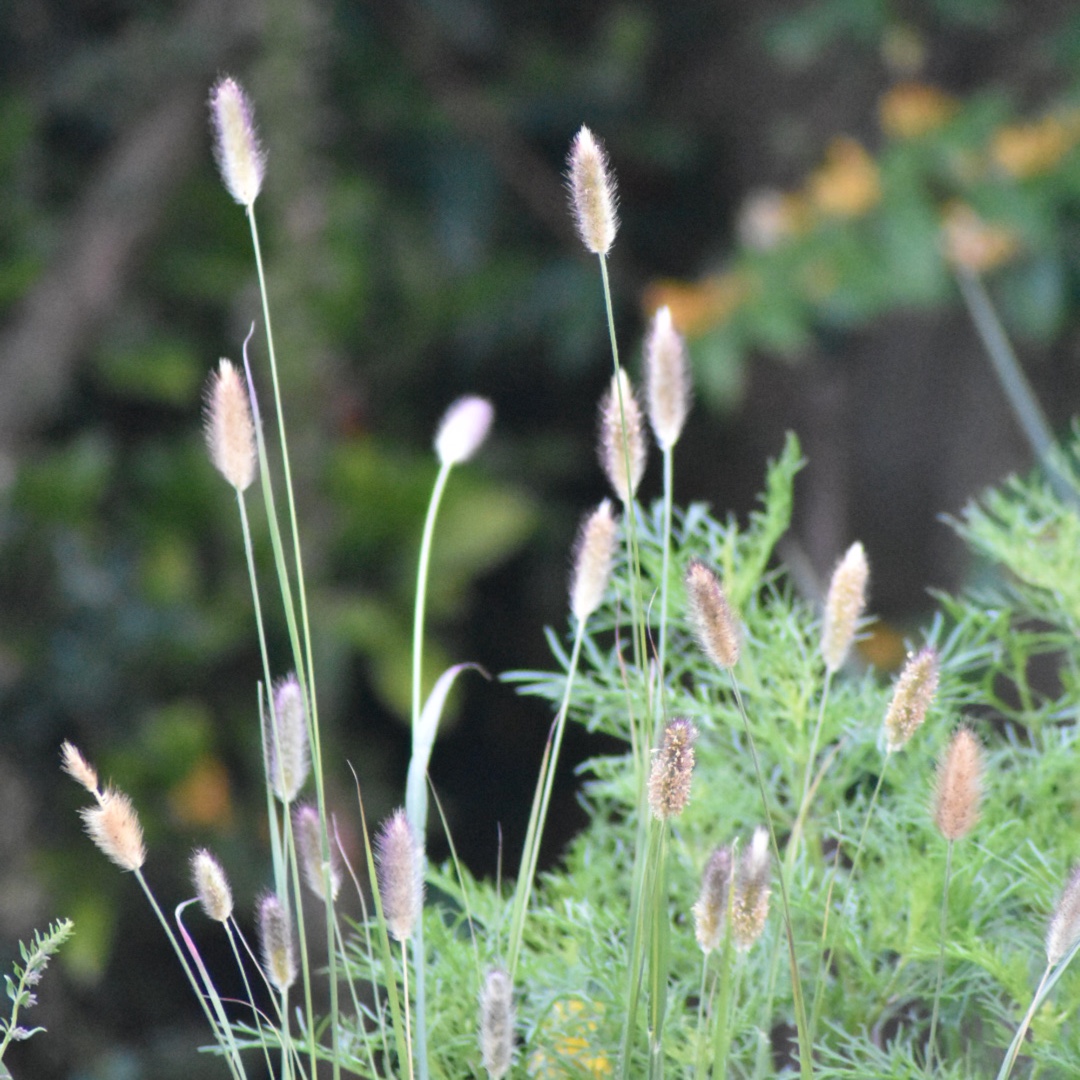 Pennisetum Thunbergii Red Buttons in the GardenTags plant encyclopedia Fountain Grass Red Buttons in the GardenTags plant encyclopedia