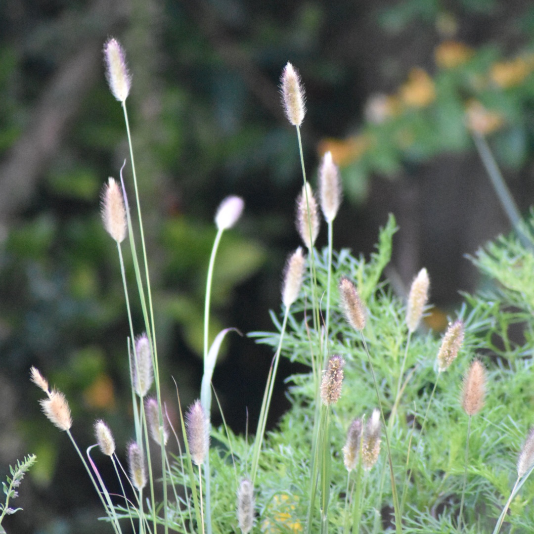 bekæmpe protektor debat Pennisetum Thunbergii 'Red Buttons', Fountain Grass 'Red Buttons' in  GardenTags plant encyclopedia