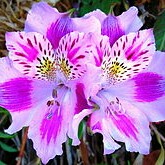 Alstroemeria in the GardenTags plant encyclopedia Peruvian Lily in the GardenTags plant encyclopedia