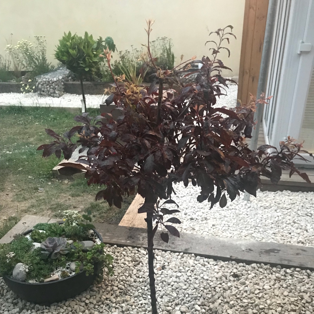 Prunus cerasifera Hessei in the GardenTags plant encyclopedia Dwarf Flowering Cherry Plum Hessei in the GardenTags plant encyclopedia