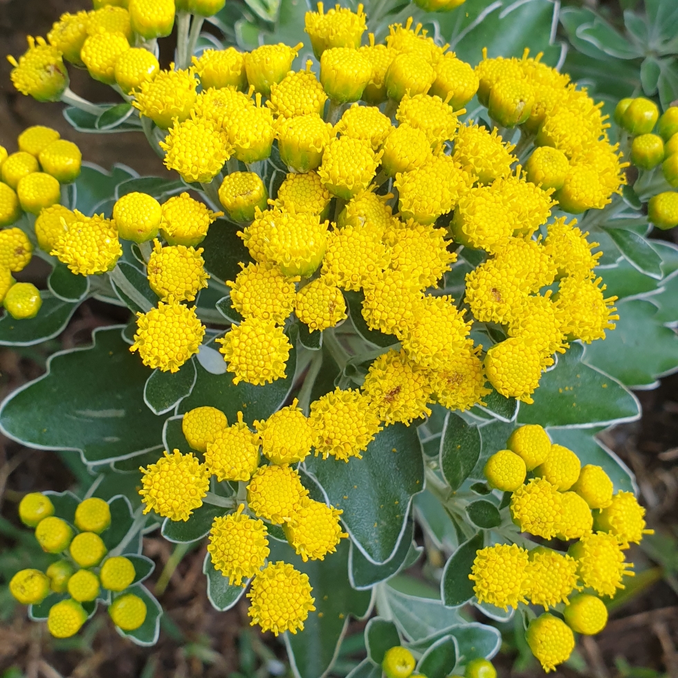 Ajania pacifica in the GardenTags plant encyclopedia Pacific Chrysanthemum in the GardenTags plant encyclopedia