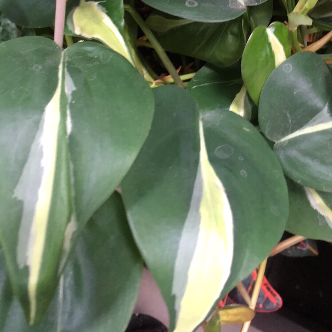 Philodendron Cordatum Silver Stripe Philodendron Silver Stripe In Gardentags Plant Encyclopedia