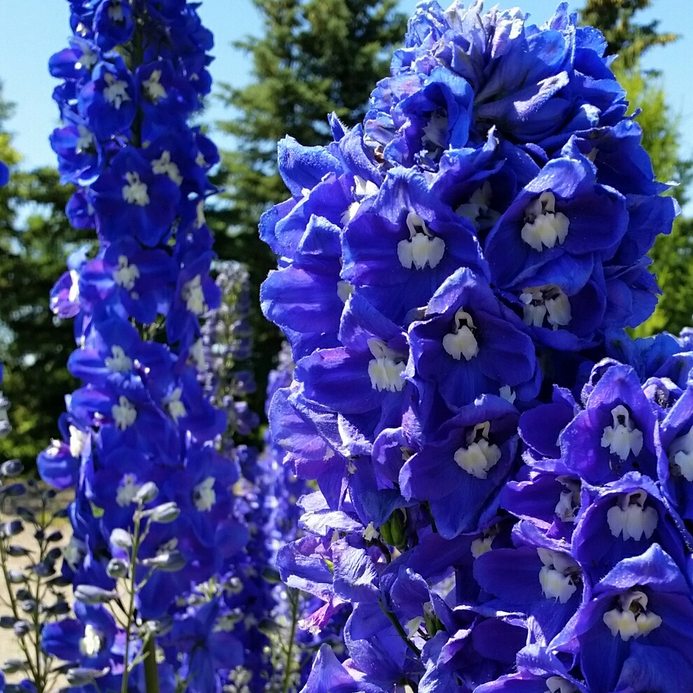 Delphinium Cultorum Dark Blue White Bee in the GardenTags plant encyclopedia Larkspur Dark Blue White Bee in the GardenTags plant encyclopedia