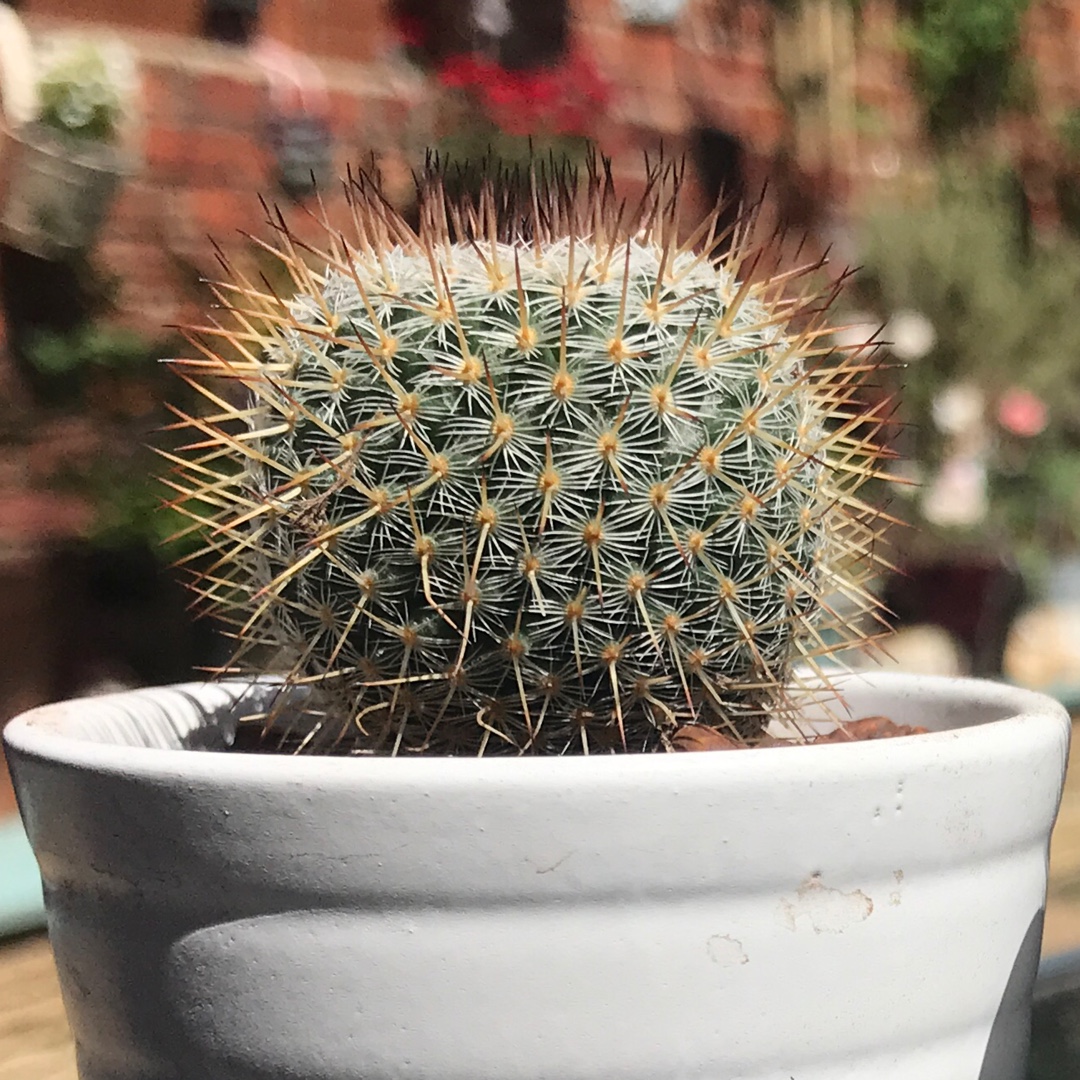 Mammillaria albilanata in the GardenTags plant encyclopedia Mammillaria albilanata in the GardenTags plant encyclopedia