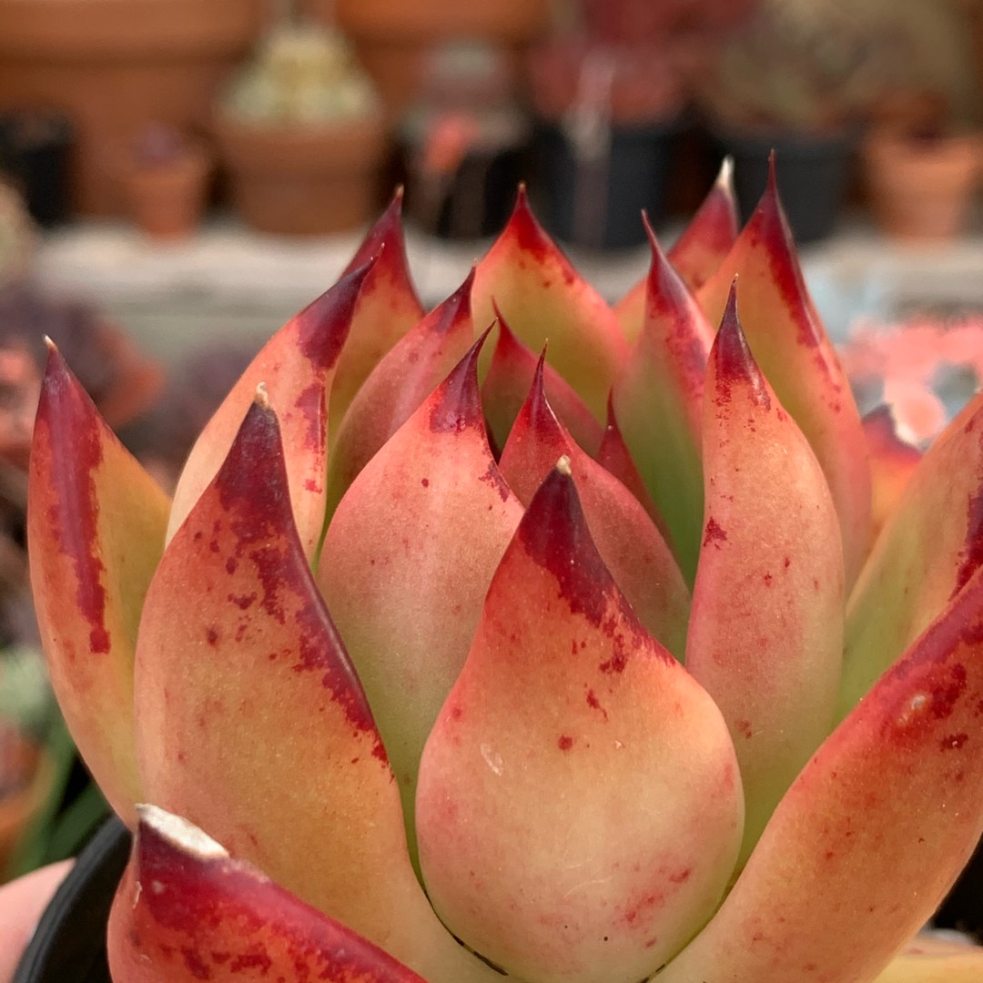 Echeveria Agavoides Ladys Choice in the GardenTags plant encyclopedia Echeveria Agavoides Ladys Choice in the GardenTags plant encyclopedia