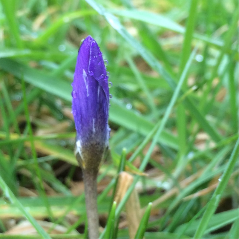 Crocus chrysanthus Zenith in the GardenTags plant encyclopedia Crocus Zenith in the GardenTags plant encyclopedia