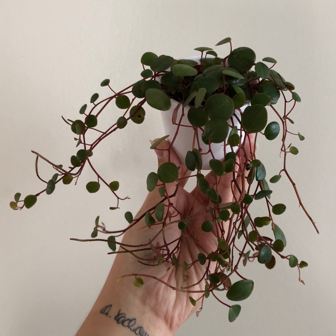 Peperomia Perciliata in the GardenTags plant encyclopedia Peperomia Perciliata in the GardenTags plant encyclopedia