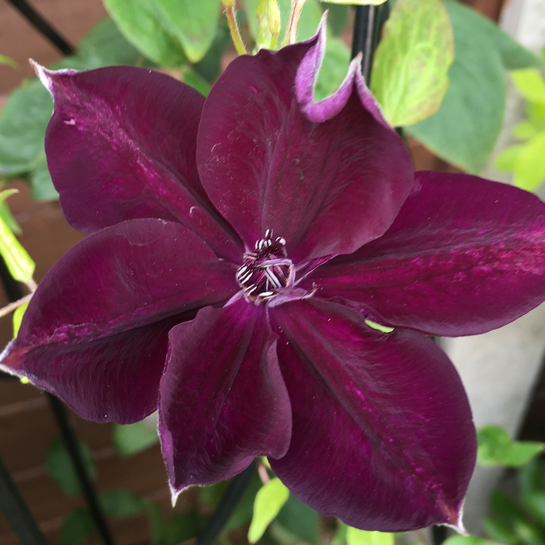 Clematis Amethyst Beauty™ evipo043 in the GardenTags plant encyclopedia Clematis Amethyst Beauty™ in the GardenTags plant encyclopedia