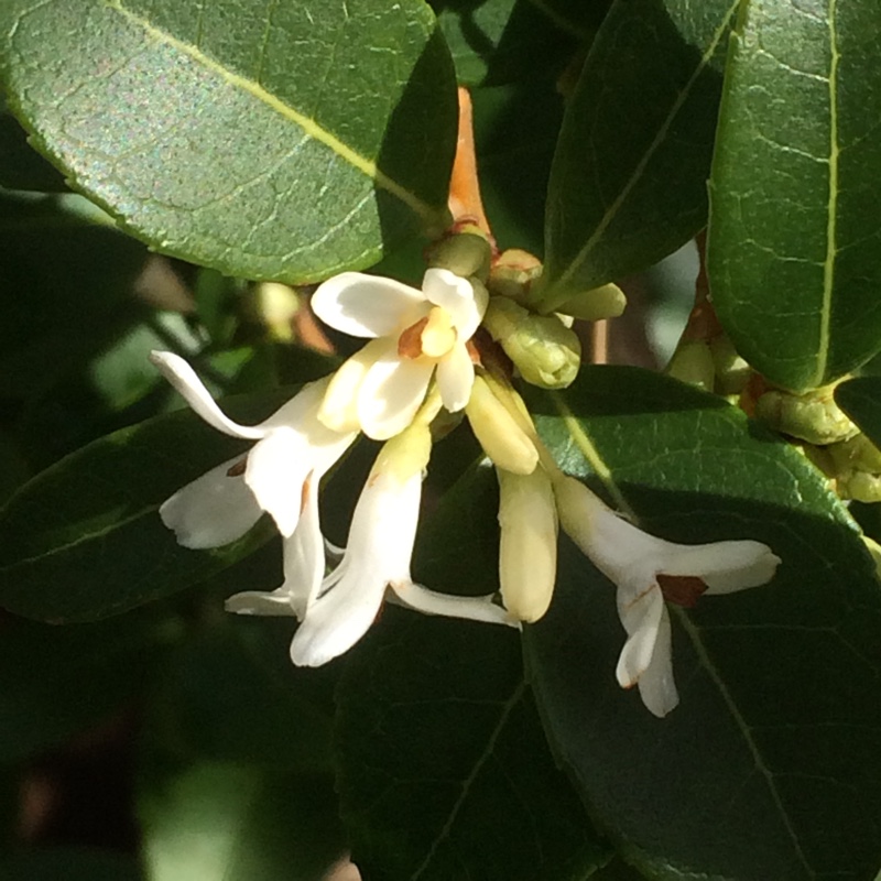 Osmanthus x burkwoodii in the GardenTags plant encyclopedia Burkwood osmanthus in the GardenTags plant encyclopedia
