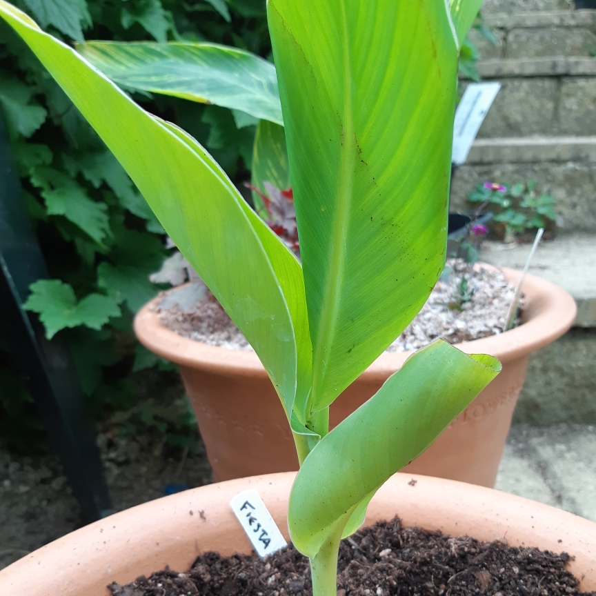 Canna Fiesta in the GardenTags plant encyclopedia Canna Fiesta in the GardenTags plant encyclopedia