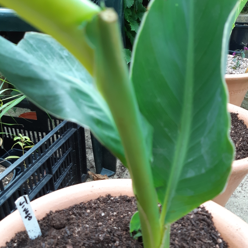 Canna Jivago in the GardenTags plant encyclopedia Canna Jivago in the GardenTags plant encyclopedia