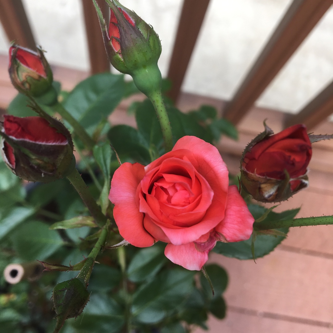 Rosa Hot Cocoa in the GardenTags plant encyclopedia Floribunda Rose Hot Cocoa in the GardenTags plant encyclopedia