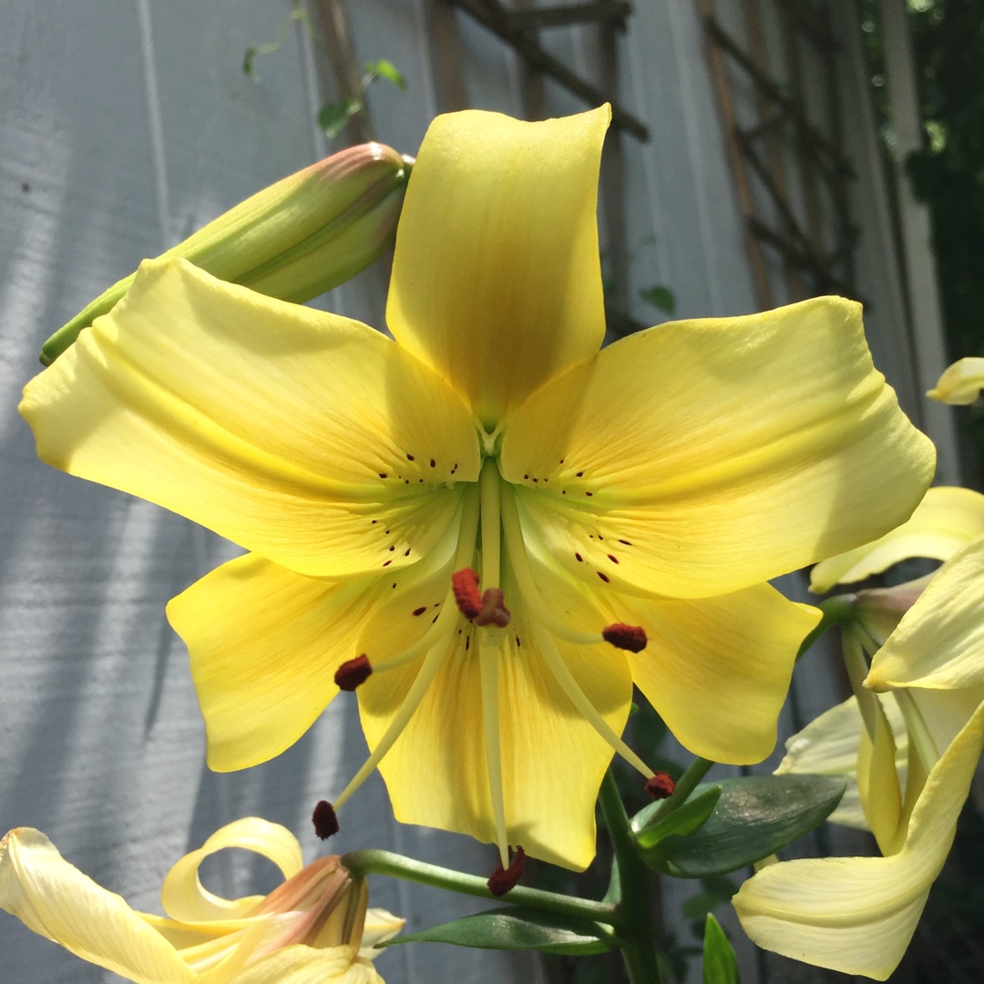 Lilium Istanbul in the GardenTags plant encyclopedia Lily Istanbul (Asiatic) in the GardenTags plant encyclopedia