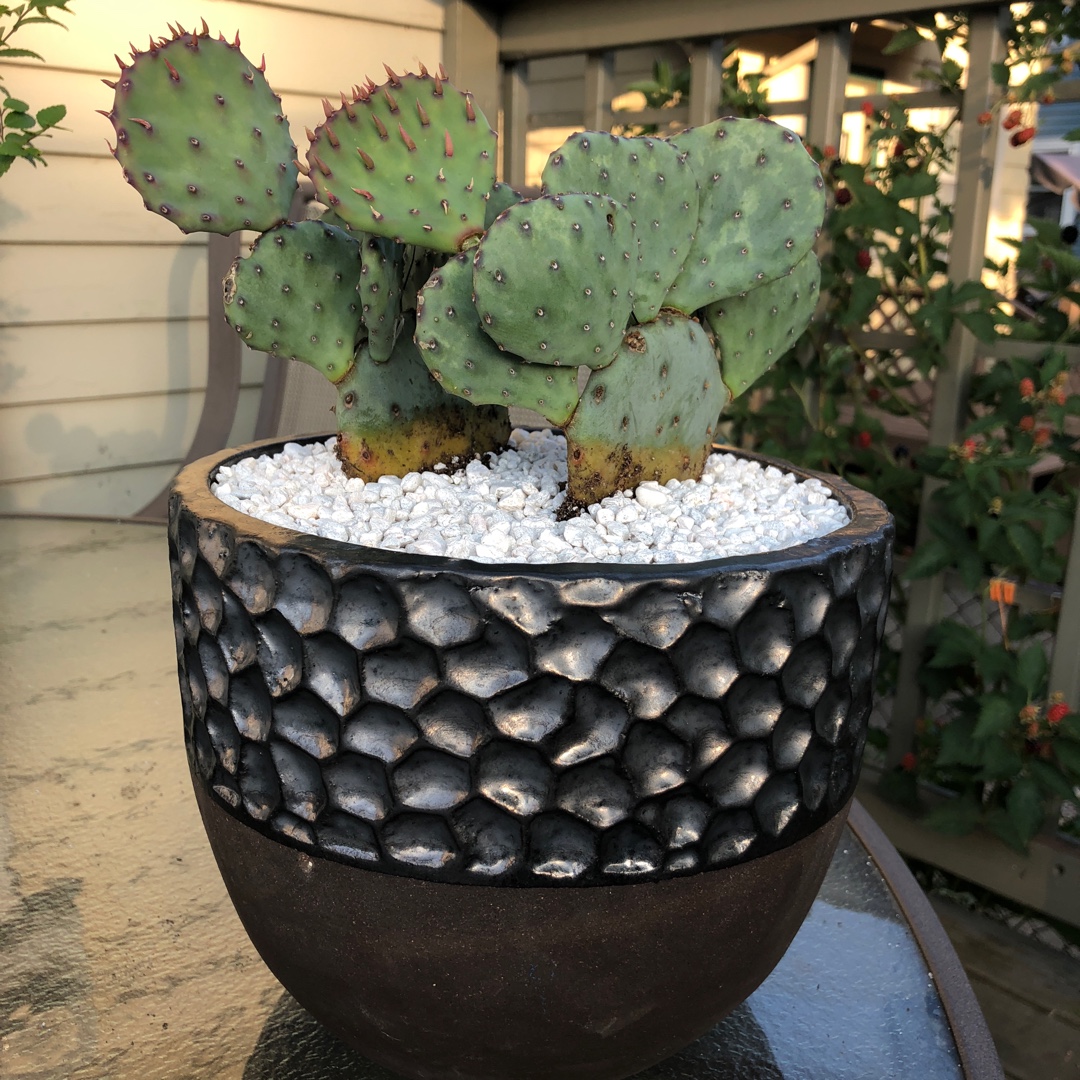 Opuntia Sapphire Wave in the GardenTags plant encyclopedia Prickly Pear Sapphire Wave in the GardenTags plant encyclopedia
