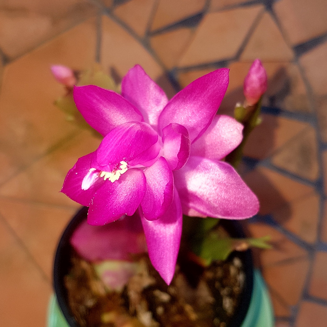 Schlumbergera Sterling in the GardenTags plant encyclopedia Zygocactus Sterling in the GardenTags plant encyclopedia