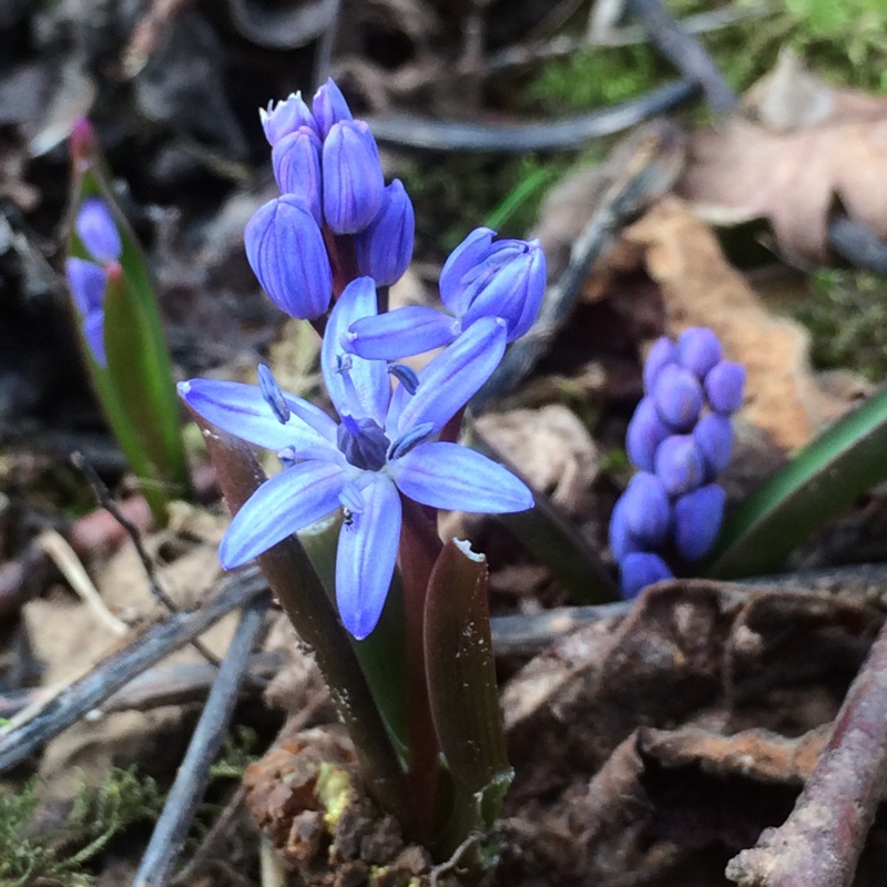 Scilla bifolia in the GardenTags plant encyclopedia Alpine Squill in the GardenTags plant encyclopedia