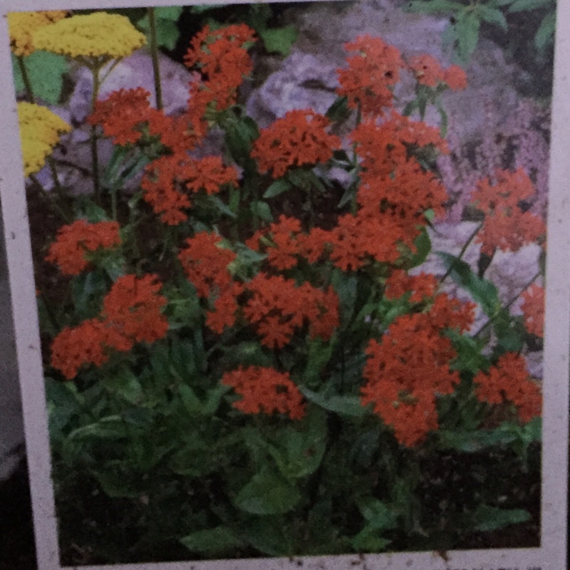 Lychnis chalcedonica in the GardenTags plant encyclopedia Maltese Cross in the GardenTags plant encyclopedia