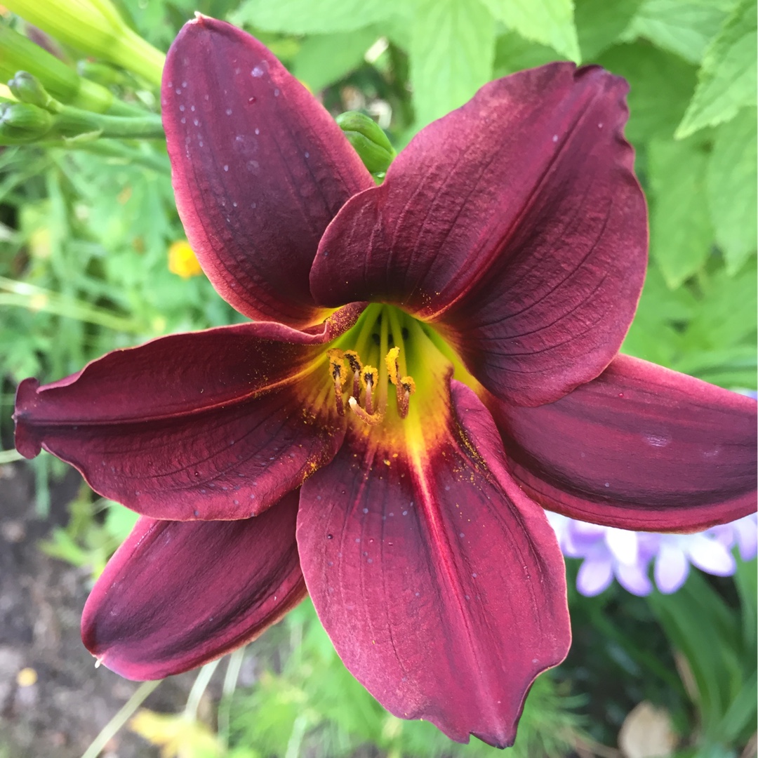 Hemerocallis Black Magic in the GardenTags plant encyclopedia Daylily Black Magic in the GardenTags plant encyclopedia