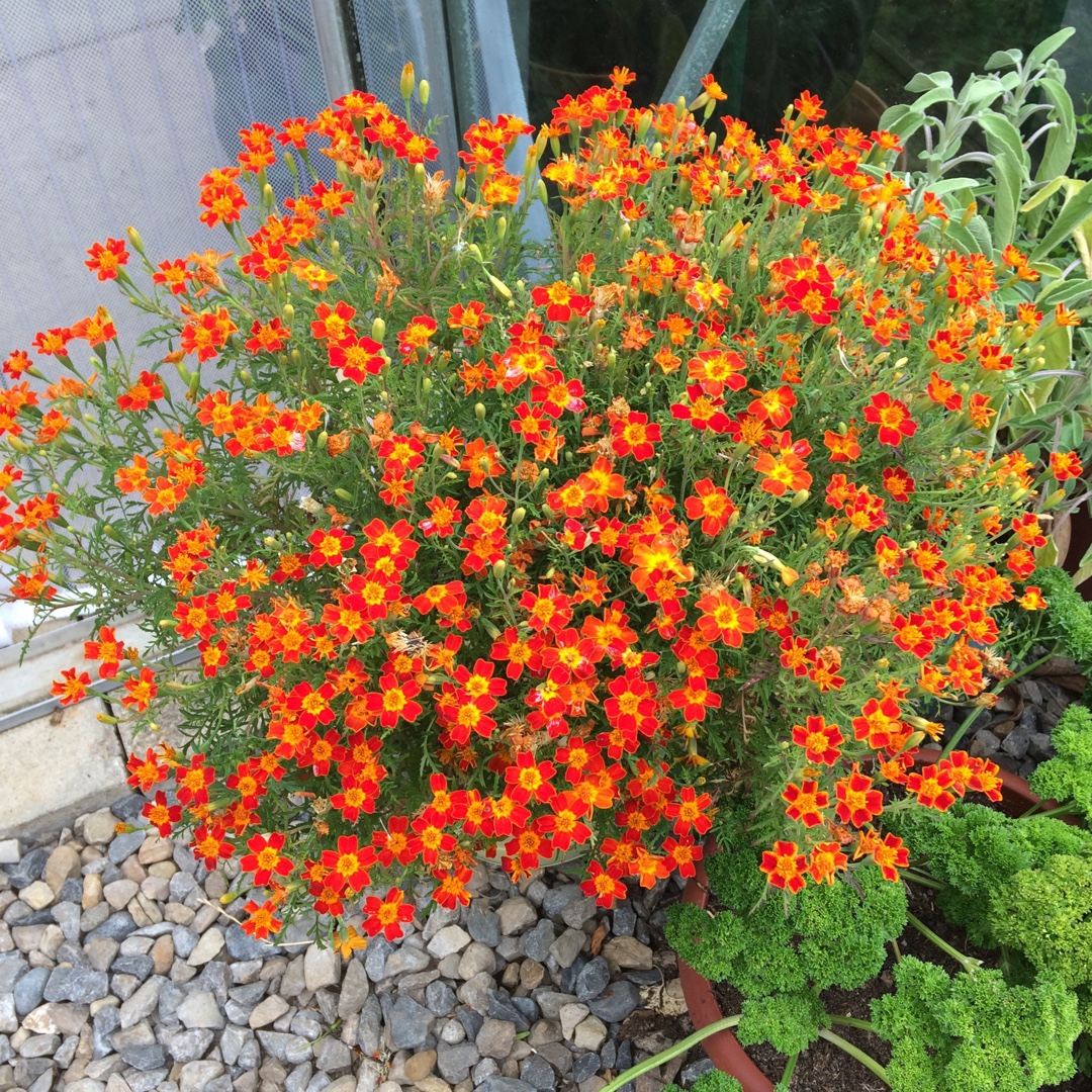 Tagetes Little Gem in the GardenTags plant encyclopedia Marigold Little Gem in the GardenTags plant encyclopedia