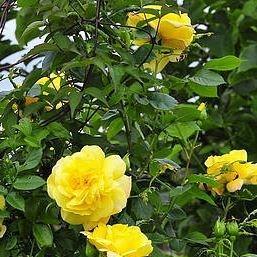 Rosa Chinatown in the GardenTags plant encyclopedia Floribunda Rose Chinatown in the GardenTags plant encyclopedia