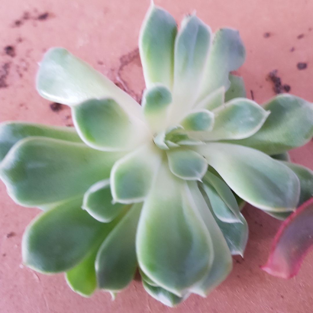 Echeveria Shimoyama in the GardenTags plant encyclopedia Echeveria Shimoyama in the GardenTags plant encyclopedia