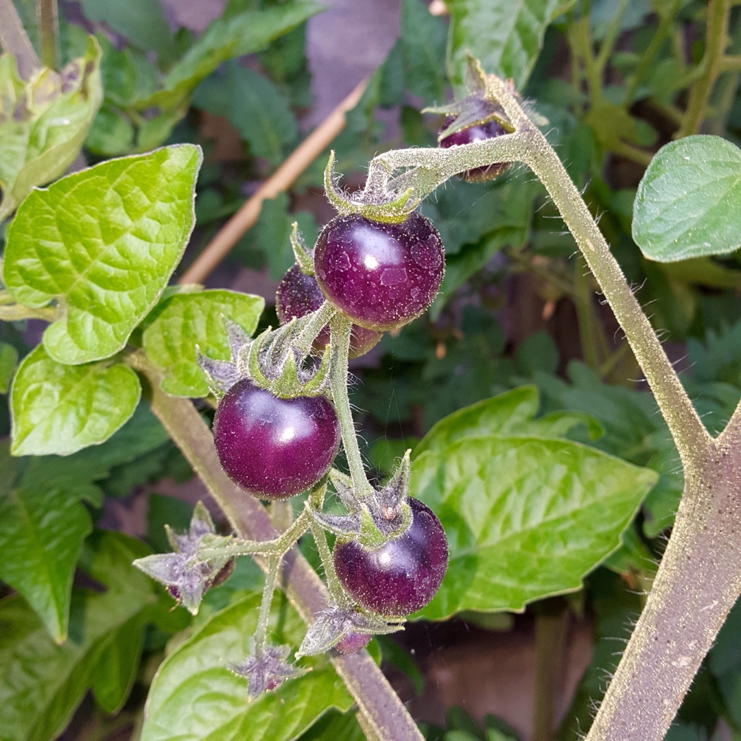 Tomato Indigo Blue Berries (Cherry Tomato) in the GardenTags plant encyclopedia