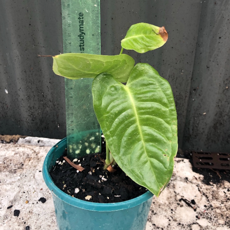 Anthurium veitchii in the GardenTags plant encyclopedia King Anthurium in the GardenTags plant encyclopedia