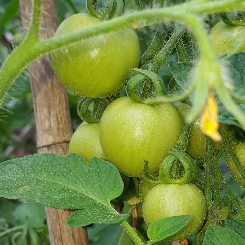 Solanum Lycopersicum Golden Sunrise in the GardenTags plant encyclopedia Tomato Golden Sunrise in the GardenTags plant encyclopedia