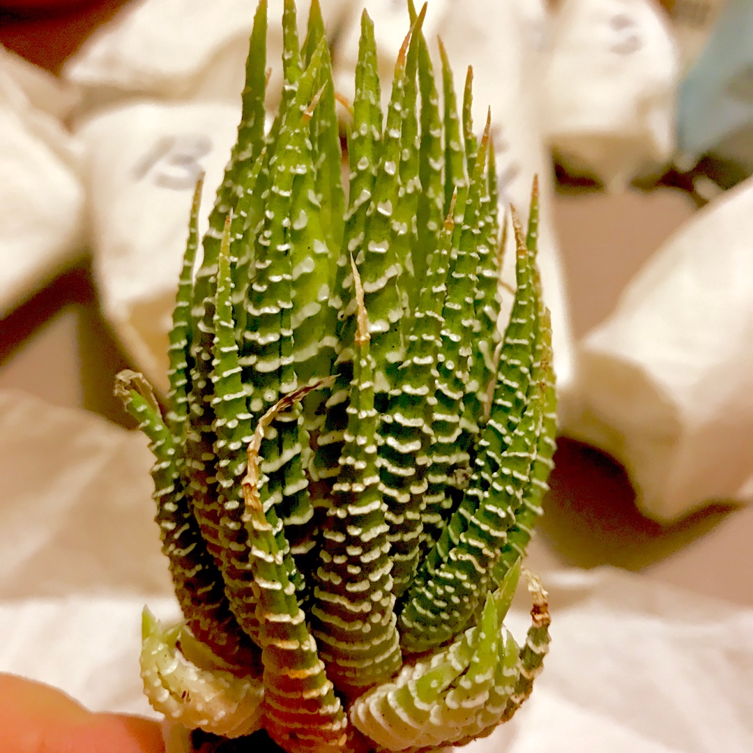 Haworthiopsis Attenuata var. Verdi in the GardenTags plant encyclopedia Haworthiopsis Attenuata v. Verdi in the GardenTags plant encyclopedia