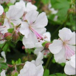 Geranium x cantabrigiense Biokovo in the GardenTags plant encyclopedia Geranium Biokovo in the GardenTags plant encyclopedia