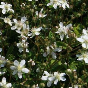 Potentilla tridentata Nuuk in the GardenTags plant encyclopedia Potentilla Nuuk in the GardenTags plant encyclopedia