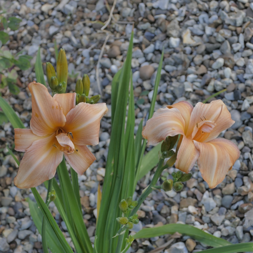 Hemerocallis Flower Basket in the GardenTags plant encyclopedia Daylily Flower Basket in the GardenTags plant encyclopedia