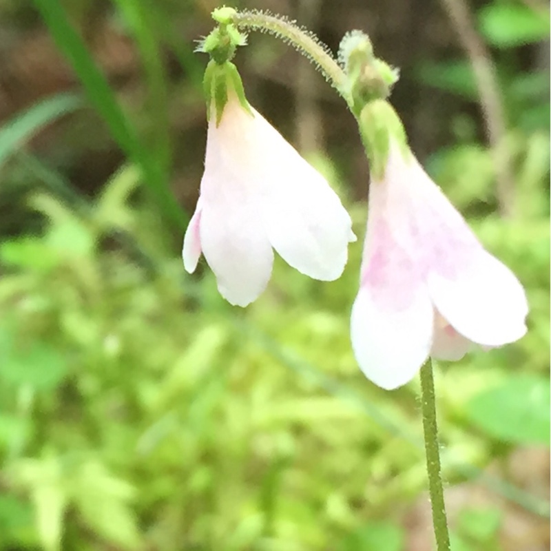 Twinflower in the GardenTags plant encyclopedia