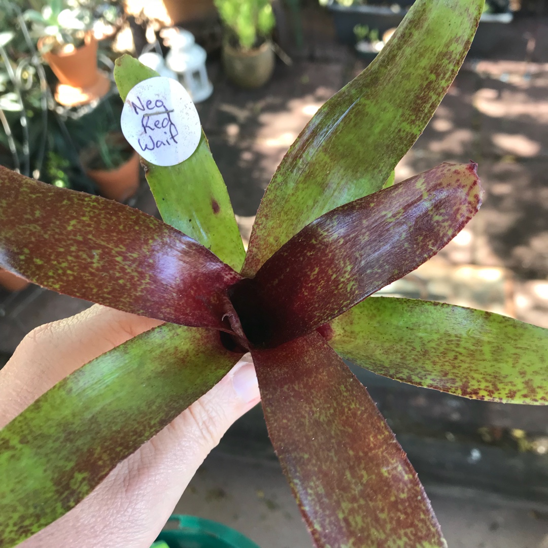 Neoregelia Red Waif in the GardenTags plant encyclopedia Red Waif in the GardenTags plant encyclopedia