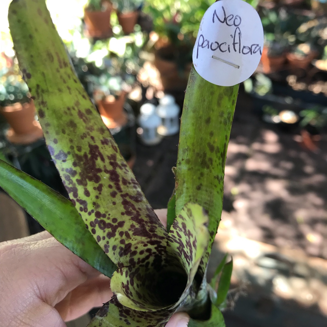 Neoregelia Pauciflora in the GardenTags plant encyclopedia Pauciflora in the GardenTags plant encyclopedia