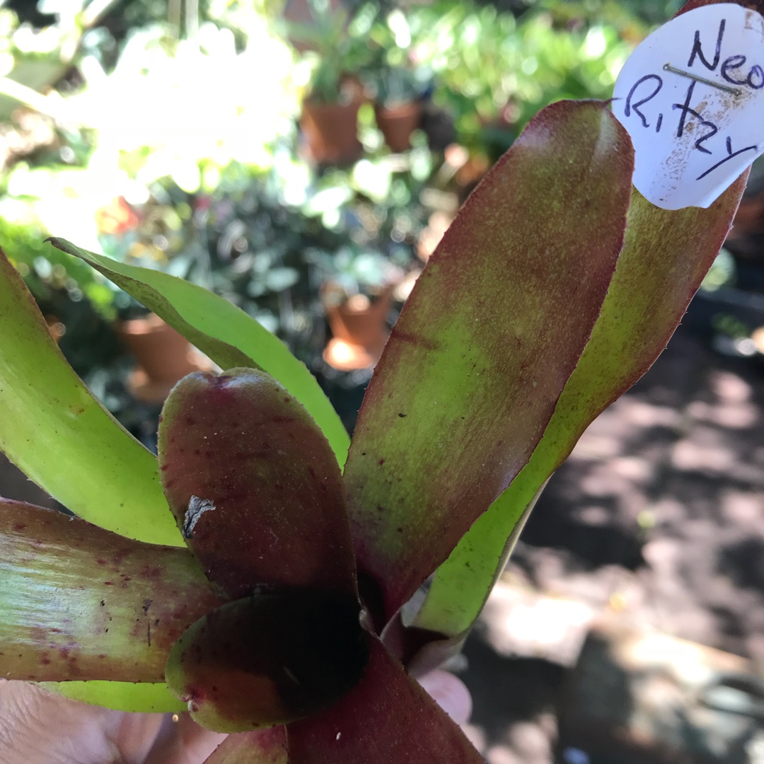 Neoregelia Ritzy in the GardenTags plant encyclopedia Ritzy in the GardenTags plant encyclopedia