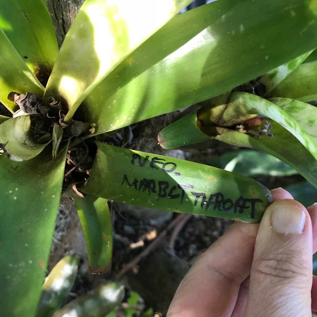 Neoregelia Marble Throat syn. Neoregelia liliputiana x chlorosticta Marble Throat in the GardenTags plant encyclopedia Neoregelia Marble Throat in the GardenTags plant encyclopedia