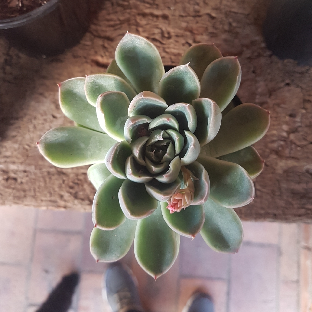 Echeveria Howalya in the GardenTags plant encyclopedia Echeveria Howalya in the GardenTags plant encyclopedia
