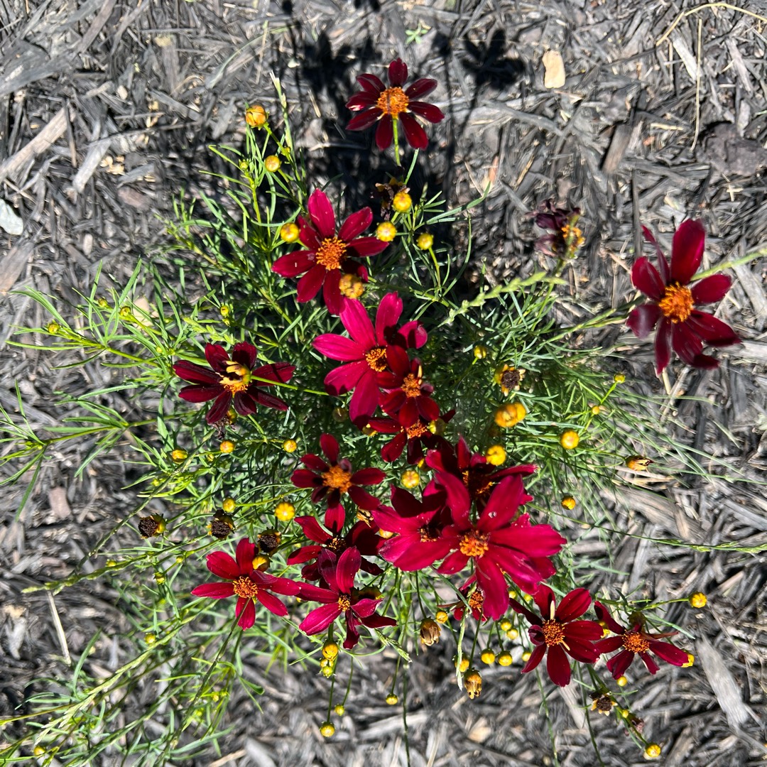 Coreopsis Red satin in the GardenTags plant encyclopedia Tickseed Red Satin (Permathread Series) in the GardenTags plant encyclopedia