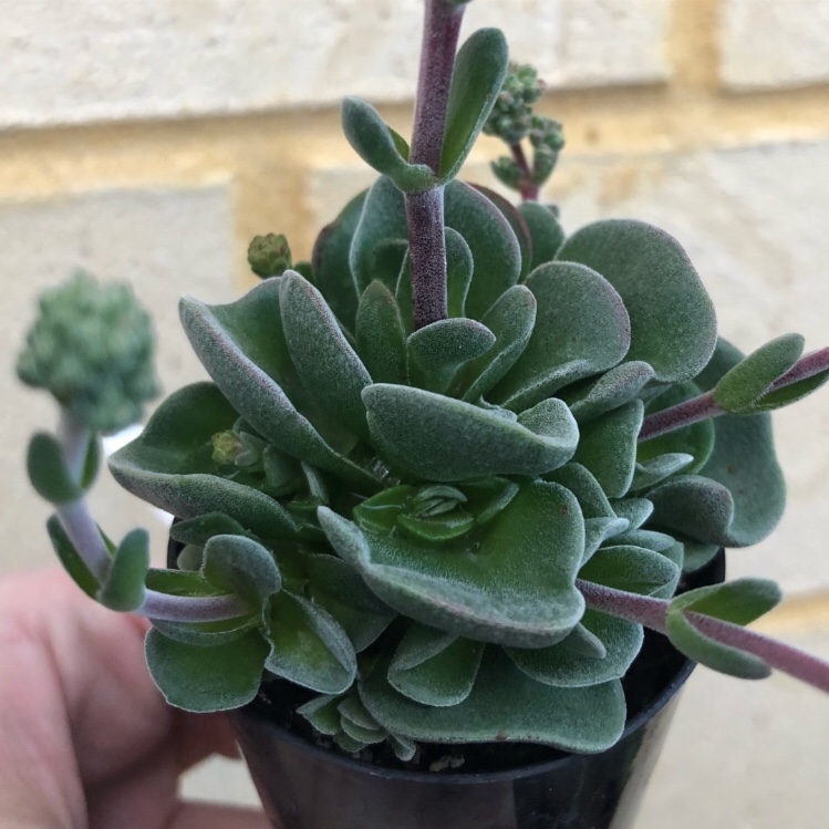 Crassula Damsel in the GardenTags plant encyclopedia Crassula Damsel in the GardenTags plant encyclopedia