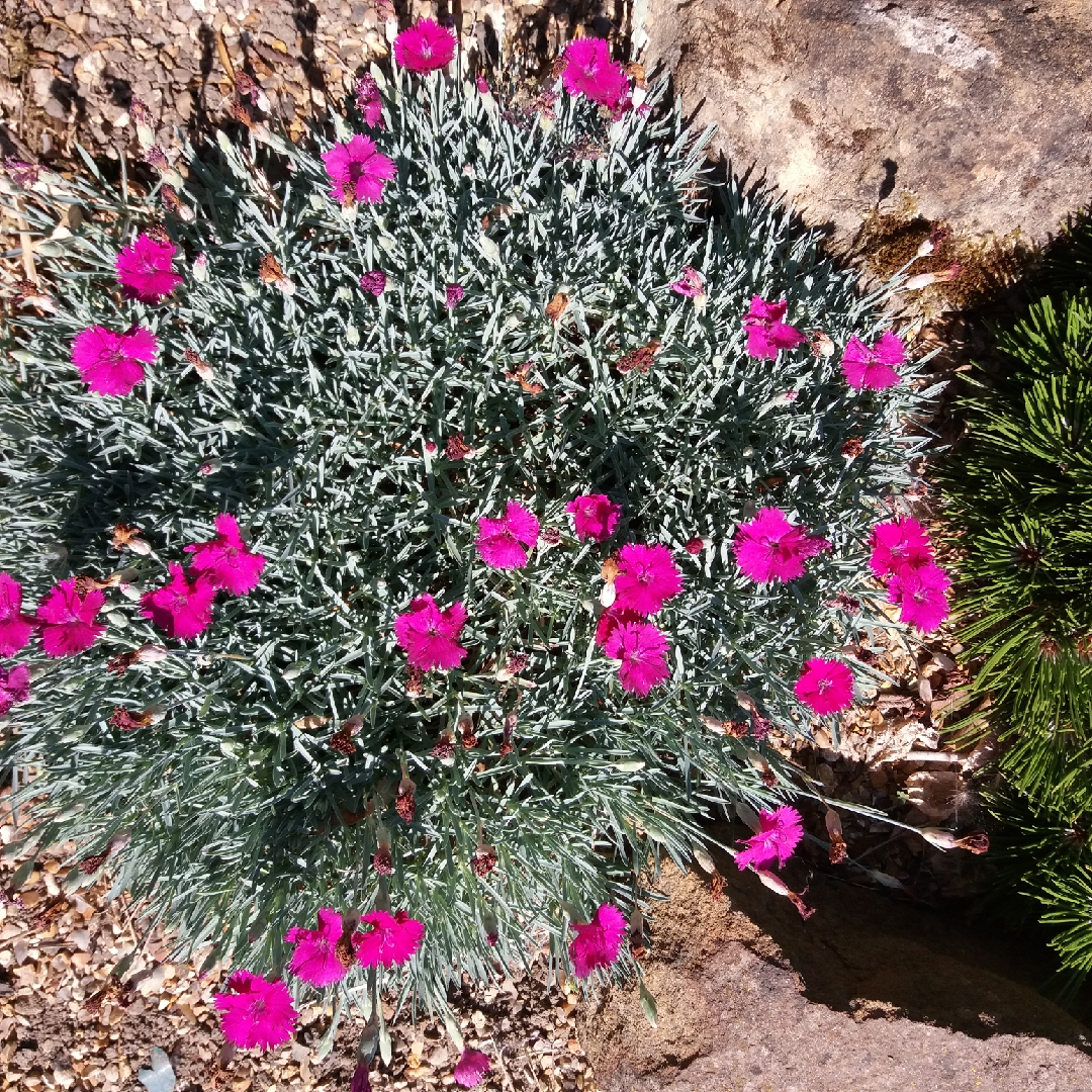 Dianthus Neon Star in the GardenTags plant encyclopedia Alpine Pink Neon Star in the GardenTags plant encyclopedia