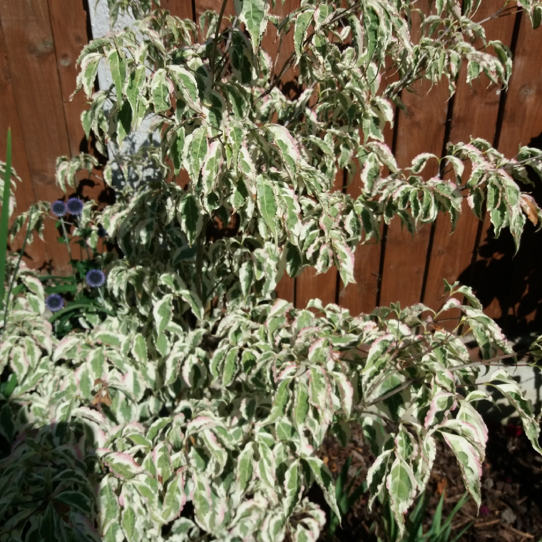 Cornus kousa Laura in the GardenTags plant encyclopedia Variegated Flowering Dogwood in the GardenTags plant encyclopedia