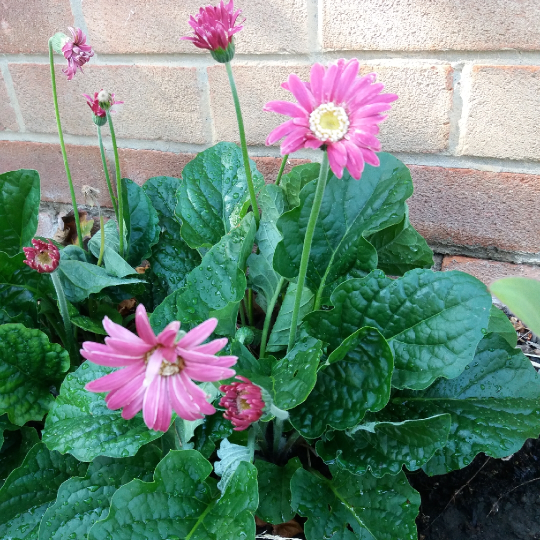 Gerbera Everlast Carmine in the GardenTags plant encyclopedia Gerbera Everlast Carmine in the GardenTags plant encyclopedia