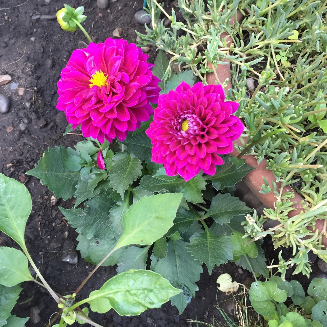 Dahlia Dalina Maxi Castillo in the GardenTags plant encyclopedia Dahlia Dalina Maxi Castillo in the GardenTags plant encyclopedia