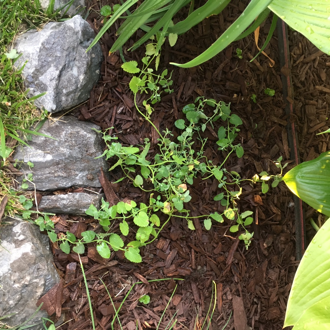 Nepeta Early Bird in the GardenTags plant encyclopedia Catmint Early Bird in the GardenTags plant encyclopedia