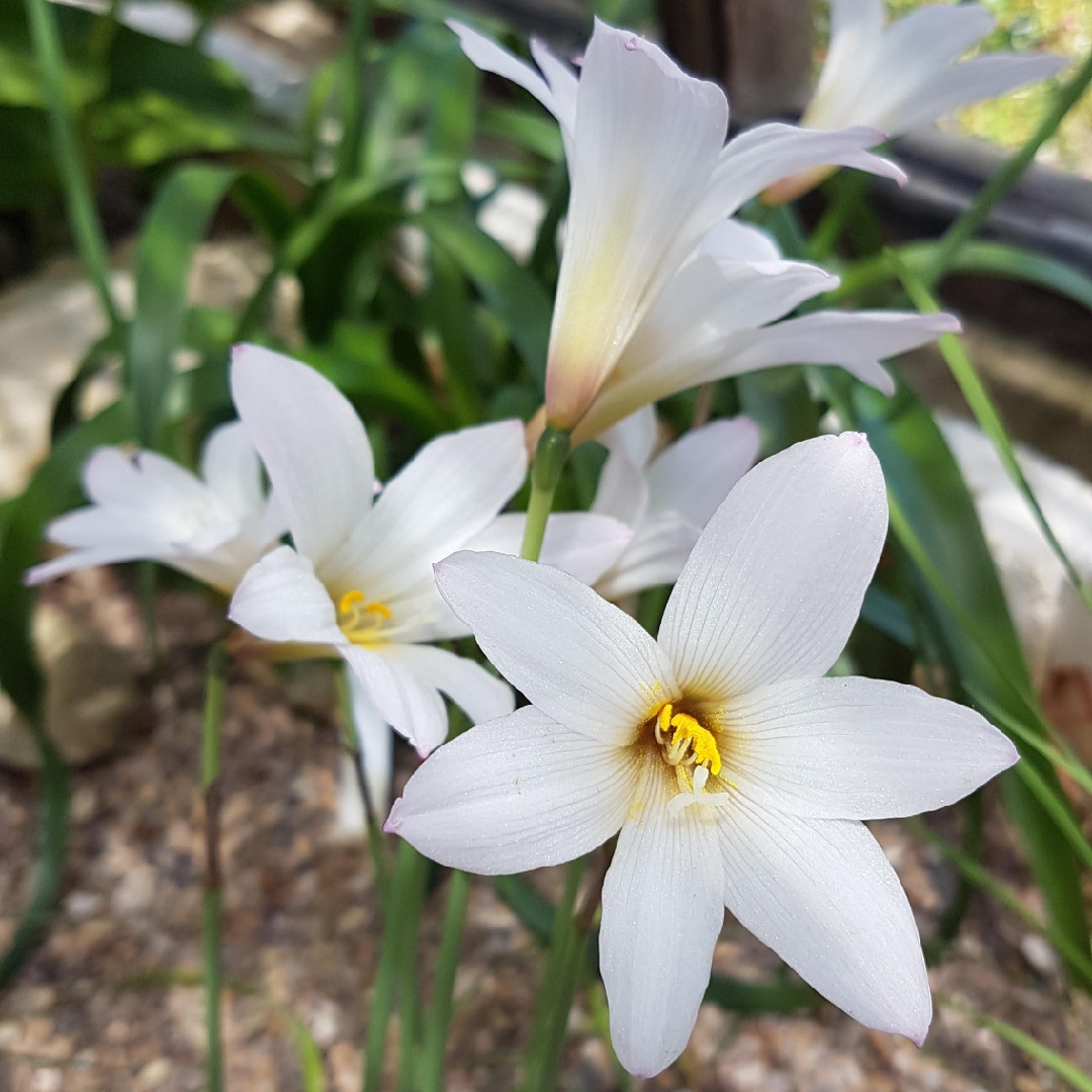 Habranthus Martinezii in the GardenTags plant encyclopedia Rain Lily in the GardenTags plant encyclopedia