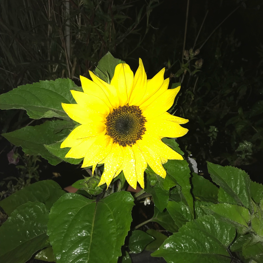 Helianthus annuus Micro Sun in the GardenTags plant encyclopedia Dwarf Sunflower Micro Sun in the GardenTags plant encyclopedia