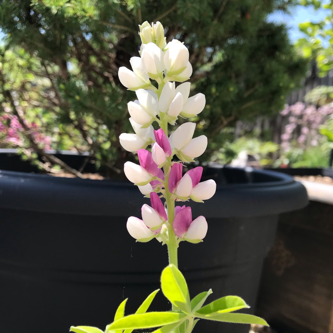 Lupinus elegans Pink Fairy in the GardenTags plant encyclopedia Lupin Pink Fairy in the GardenTags plant encyclopedia